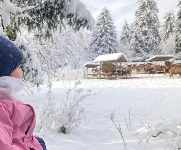 Das Bild fängt eine friedliche Winterlandschaft ein. Im Vordergrund ist ein Kind zu sehen, das einen pinken Mantel und einen blauen Hut trägt. Das Kind steht auf einem schneebedeckten Boden, in der Ferne ist ein hölzerner Zaun zu erkennen. Das Kind scheint sich in Richtung des rechten Bildrandes zu orientieren.  Im Hintergrund ist ein schneebedecktes Feld zu sehen, auf dem eine Gruppe von Kühen zu sehen ist. Die Kühe sind über das Feld verstreut, einige stehen, andere liegen. Das Feld wird von Bäumen umgeben, die ebenfalls mit Schnee bedeckt sind. Der Himmel ist bedeckt, was auf einen kalten und schneereichen Tag hindeutet. Die gesamte Szene vermittelt ein Gefühl der Ruhe und Schönheit der Natur in der Winterzeit.