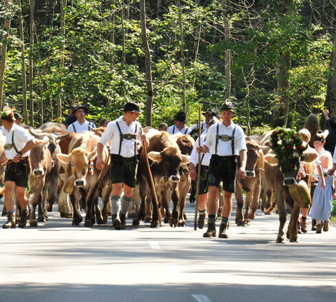 Das Foto zeigt eine große Gruppe brauner Rinder, die große Glocken um den Hals tragen. Vor und zwischen den Kühen laufen Männer in schwarzen Lederhosen, weißen Hemden und Hüten. Der Mann im rechten Bildrand führt das Kranzrind. Die Männer haben Hirtenstäbe in ihren Händen. Im Hintergrund ist ein grüner Wald zu sehen. Die Sonne scheint.   