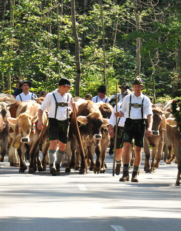 Das Foto zeigt eine große Gruppe brauner Rinder, die große Glocken um den Hals tragen. Vor und zwischen den Kühen laufen Männer in schwarzen Lederhosen, weißen Hemden und Hüten. Der Mann im rechten Bildrand führt das Kranzrind. Die Männer haben Hirtenstäbe in ihren Händen. Im Hintergrund ist ein grüner Wald zu sehen. Die Sonne scheint.   