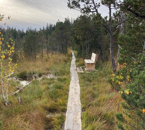 Auf dem Bild sieht man eine Moorlandschaft bei bewölktem Himmel. Durch die Moorlandschaft führt ein Weg aus Brettern. Außerdem sieht man in der Mitte des Bildes eine Sitzbank aus hellem Holz.