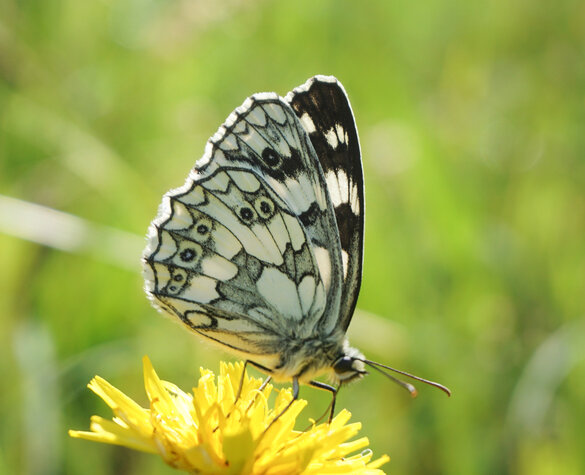 Blog Vorschaubild - Flatternde und bodenständige Schönheiten
