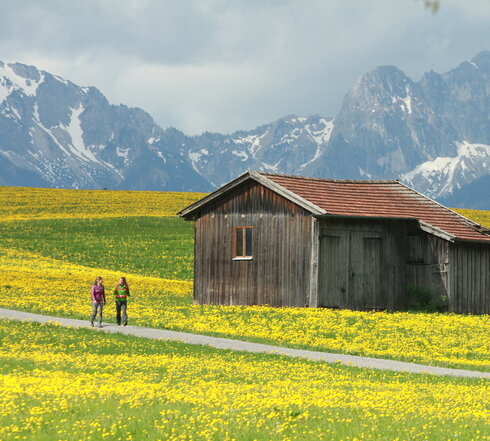 Ein wanderndes Paar aus der Ferne erlebt ein Traumwochenende im Allgäu inmitten der Löwenzahnblüte mit den Ammergauer Alpen im Hintergrund