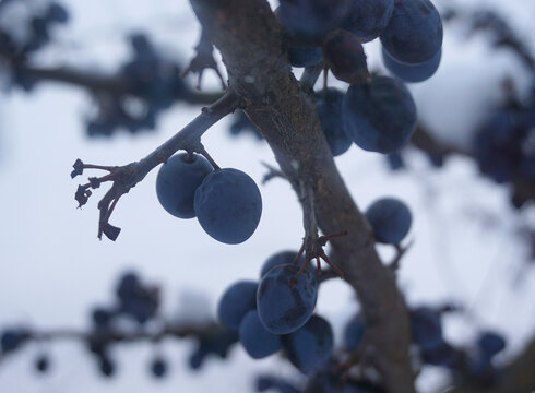 Beerenstrauch (Ausschnitt)