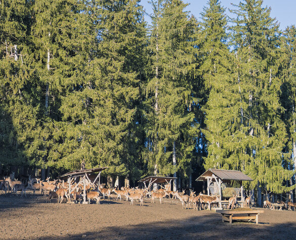 Blog Vorschaubild - Die Wildfütterung am Bannwaldsee