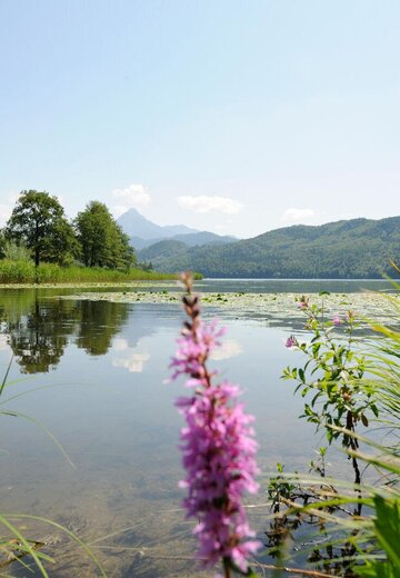 Veranstaltungsbild: Kräuterwanderung am Weißensee